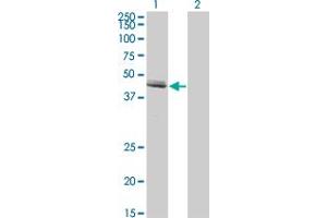Western Blot analysis of GDF8 expression in transfected 293T cell line by GDF8 monoclonal antibody (M07), clone 3E7.