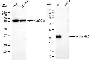 Western blotting analysis using histone H1. (Recombinant Histone H1 抗体)