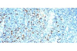 Immunohistochemical staining (Formalin-fixed paraffin-embedded sections) of human tonsil with Biotin monoclonal antibody, clone SPM375 . (Biotin 抗体)