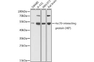 Western blot analysis of extracts of various cell lines, using Hsc70-interacting protein (HIP) antibody (ABIN6131753, ABIN6148514, ABIN6148515 and ABIN6224519) at 1:1000 dilution. (HSC70 Interacting Protein HIP 抗体  (AA 1-369))