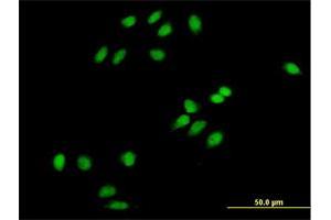 Immunofluorescence of purified MaxPab antibody to PCOLN3 on HeLa cell. (CHMP1A 抗体  (AA 1-196))