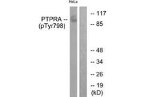 Western blot analysis of extracts from HeLa cells treated with serum 20% 15', using PTPRA (Phospho-Tyr798) Antibody. (PTPRA 抗体  (pTyr798))