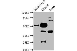 Western Blotting (WB) image for anti-Isocitrate Dehydrogenase 3 (NAD+) alpha (IDH3A) (AA 28-108) antibody (ABIN7157107)