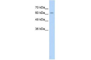 WB Suggested Anti-ALPPL2 Antibody Titration:  2. (ALPPL2 抗体  (N-Term))