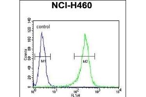 GNS Antibody (Center ) (ABIN390493 and ABIN2840852) flow cytometric analysis of NCI- cells (right histogram) compared to a negative control cell (left histogram). (GNS 抗体  (AA 283-313))