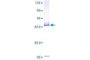 ELSPBP1 Protein (AA 1-223) (GST tag)
