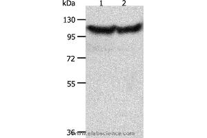 Western blot analysis of Hela and NIH/3T3 cell, using ACTN3 Polyclonal Antibody at dilution of 1:300 (ACTN3 抗体)