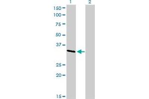 Western Blotting (WB) image for anti-V-Crk Sarcoma Virus CT10 Oncogene Homolog (Avian)-Like (CRKL) (AA 204-303) antibody (ABIN514606)
