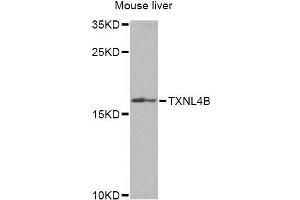 Western blot analysis of extracts of mouse liver, using TXNL4B Antibody (ABIN2560623) at 1:1000 dilution. (TXNL4B 抗体)