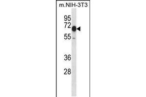 Western blot analysis in mouse NIH-3T3 cell line lysates (35ug/lane). (CAMKK2 抗体  (N-Term))