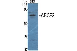Western Blot (WB) analysis of specific cells using ABCF2 Polyclonal Antibody. (ABCF2 抗体  (Internal Region))