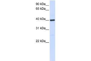 WB Suggested Anti-MOSC1 Antibody Titration:  0. (MOSC1 抗体  (C-Term))
