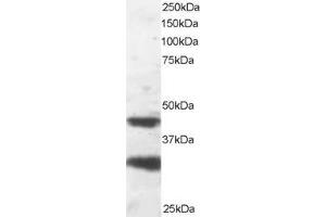 ABIN184751 staining (2µg/ml) of NIH-3T3 lysate (RIPA buffer, 30µg total protein per lane). (PAFAH1B1 抗体  (C-Term))