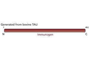 Image no. 2 for anti-tau Protein antibody (ABIN967493) (tau 抗体)