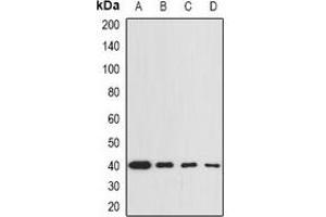 Western blot analysis of GNA13 expression in BT474 (A), THP1 (B), mouse lung (C), mouse spleen (D) whole cell lysates. (GNA13 抗体)