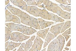 ABIN7096942 and ABIN7101008 at 1/100 staining mouse muscle tissue by IHC-P. (C22orf9 抗体)