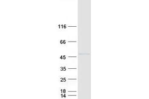 Validation with Western Blot (PPP1R8 Protein (Transcript Variant 2) (Myc-DYKDDDDK Tag))