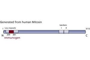 Image no. 1 for anti-Centromere Protein F (CENPF) (AA 209-381) antibody (ABIN968167) (CENPF 抗体  (AA 209-381))
