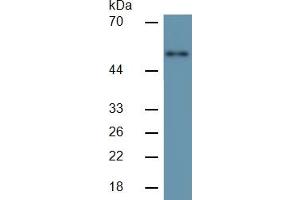 Mouse Capture antibody from the kit in WB with Positive Control: Human SGC7901 cell lsate. (MMP3 ELISA 试剂盒)