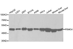 Western blot analysis of extracts of various cell lines, using PSMC4 antibody. (PSMC4 抗体  (AA 1-165))