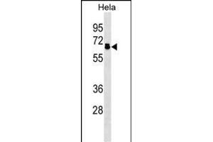 P2R5D Antibody (N-term) (ABIN1539514 and ABIN2838324) western blot analysis in Hela cell line lysates (35 μg/lane). (PPP2R5D 抗体  (N-Term))