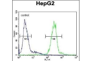 CTSH Antibody (N-term) (ABIN391569 and ABIN2841506) flow cytometric analysis of HepG2 cells (right histogram) compared to a negative control cell (left histogram). (Cathepsin H 抗体  (N-Term))