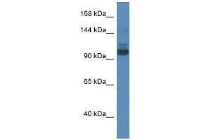 Western Blot showing Sec31a antibody used at a concentration of 1. (SEC31A 抗体  (N-Term))