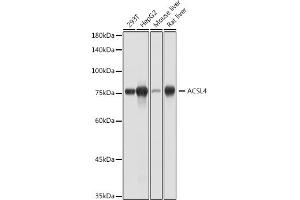 Western blot analysis of extracts of various cell lines, using  antibody (ABIN7265424) at 1:1000 dilution. (ACSL4 抗体)