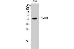 Western Blotting (WB) image for anti-Neuromedin B Receptor (NMBR) (Internal Region) antibody (ABIN3185923) (NMBR 抗体  (Internal Region))