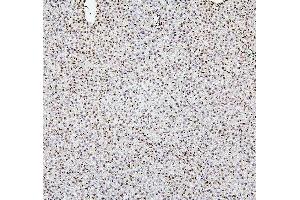 IHC analysis of H1F0 using anti-H1F0 antibody (ABIN7600521).