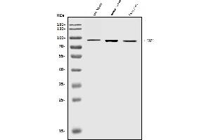 anti-Huntingtin Associated Protein 1 (HAP1) (AA 1-671) antibody