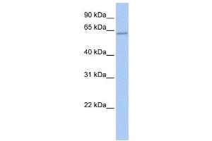 Western Blotting (WB) image for anti-Transcription Factor CP2 (TFCP2) antibody (ABIN2457893)