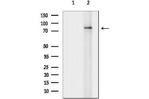 anti-DEAH (Asp-Glu-Ala-His) Box Polypeptide 32 (DHX32) antibody