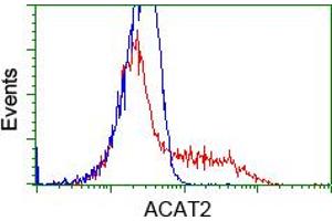 Image no. 1 for anti-Acetyl-CoA Acetyltransferase 2 (ACAT2) antibody (ABIN1496399) (ACAT2 抗体)