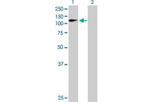Western Blot analysis of ZHX2 expression in transfected 293T cell line by ZHX2 MaxPab polyclonal antibody. (ZHX2 抗体  (AA 1-837))