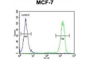 Flow cytometric analysis of MCF-7 cells (right histogram) compared to a negative control cell left histogram) using EFHB  Antibody  (N-term), followed by FITC-conjugated goat-anti-rabbit secondary antibodies. (EFHB 抗体  (N-Term))