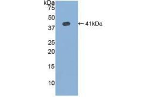 Western blot analysis of recombinant Human HJV. (HFE2 抗体  (AA 41-386))