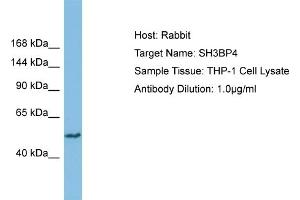 Host: Rabbit Target Name: SH3BP4 Sample Type: THP-1 Whole Cell lysates Antibody Dilution: 1. (SH3BP4 抗体  (N-Term))
