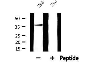 Western blot analysis of extracts from 293, using MRPL44 Antibody. (MRPL44 抗体)