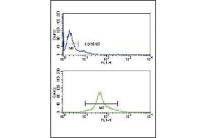 IRF5 Antibody (N-term) (ABIN389333 and ABIN2839445) flow cytometry analysis of Ramos cells (bottom histogram) compared to a negative control cell (top histogram). (IRF5 抗体  (N-Term))