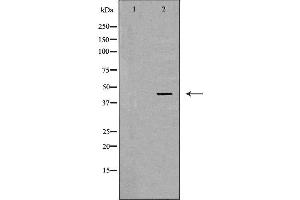 Western blot analysis of MCF7 cell lysate, using LHX8 Antibody. (LHX8 抗体  (Internal Region))