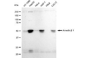 Western blotting analysis using Arrestin beta 1 antibody (ABIN7797653). (Recombinant beta Arrestin 1 抗体)