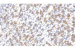 Detection of LUM in Mouse Kidney Tissue using Polyclonal Antibody to Lumican (LUM) (LUM 抗体  (AA 19-338))