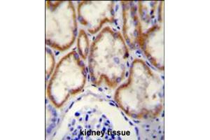 CUX1 Antibody immunohistochemistry analysis in formalin fixed and paraffin embedded human kidney tissue followed by peroxidase conjugation of the secondary antibody and DAB staining. (CUX1 抗体  (C-Term))