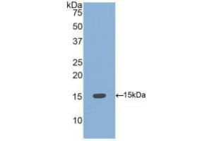 WB of Protein Standard: different control antibodies against Highly purified E. (BMP4 CLIA Kit)