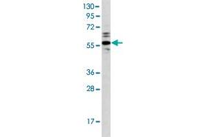 Western blot analysis of Ramos cell lysate (35 ug/lane) with PTPN1 polyclonal antibody . (PTPN1 抗体  (AA 1-321))