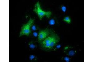 Anti-MAPK7 mouse monoclonal antibody (ABIN2454019) immunofluorescent staining of COS7 cells transiently transfected by pCMV6-ENTRY MAPK7 (RC203506). (MAPK7 抗体)