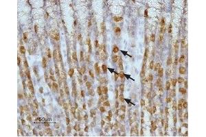 Expression of Histamine H2 receptor in rat stomach - Immunohistochemical staining of paraffin embedded section of rat stomach using Anti-Histamine H2 Receptor (HRH2) (extracellular) Antibody (ABIN7043270, ABIN7044507 and ABIN7044508), (1:100). (HRH2 抗体  (2nd Extracellular Loop))