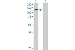 Western Blot analysis of RFX6 expression in transfected 293T cell line by RFX6 MaxPab polyclonal antibody. (RFX6 抗体  (AA 1-928))