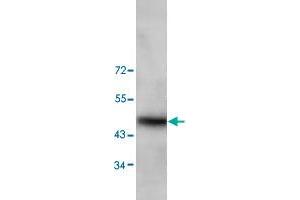 Western blot analysis of HeLa cell lysate with TRIM13 polyclonal antibody  at 1 : 200 dilution. (TRIM13 抗体  (N-Term))